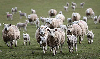 Молния убила 355 овец в Киргизии Молния убила 355 овец в Киргизии