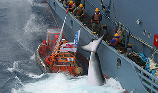 Японию будут судить за убийство китов Японию будут судить за убийство китов