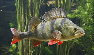 На Аляске поймали 200-летнего окуня На Аляске поймали 200-летнего окуня