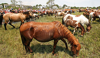 США легализовали убой лошадей на мясо США легализовали убой лошадей на мясо