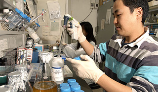 Японцы создали печень из стволовых клеток Японцы создали печень из стволовых клеток