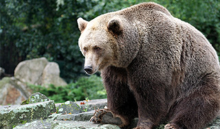 Медведь забрел в якутский роддом Медведь забрел в якутский роддом