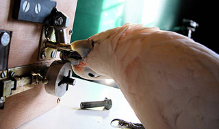 Попугаев уличили во взломе сейфов Попугаев уличили во взломе сейфов