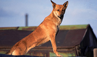 Бродячие собаки спасли ребенка от маньяка Бродячие собаки спасли ребенка от маньяка