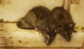 Москвичи страдают от нашествия крыс Москвичи страдают от нашествия крыс