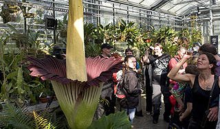 В Бельгии расцвел самый большой цветок В Бельгии расцвел самый большой цветок