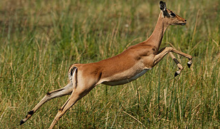 Сбежавшая от гепардов антилопа попала в ДТП Сбежавшая от гепардов антилопа попала в ДТП