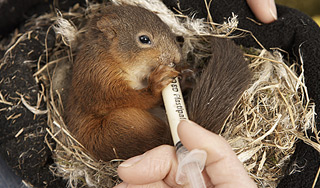 На Урале женщина выкормила бельчат-сирот На Урале женщина выкормила бельчат-сирот