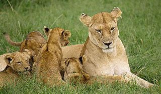Звери "программируют" пол детенышей Звери "программируют" пол детенышей