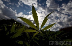 43-летняя женщина продавала марихуану