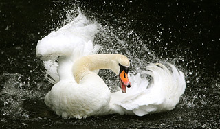 В Кембридже лебедь бьет отдыхающих В Кембридже лебедь бьет отдыхающих