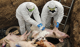 Под Белгородом вспышка свиной чумы Под Белгородом вспышка свиной чумы