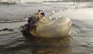 Британский МИД: Европу атакуют медузы Британский МИД: Европу атакуют медузы