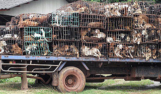 Полиция Таиланда спасла 70 собак Полиция Таиланда спасла 70 собак