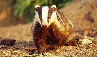 Под Курганом людей атаковали барсуки Под Курганом людей атаковали барсуки