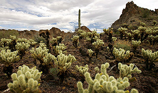 Японцы научились озеленять пустыни Японцы научились озеленять пустыни