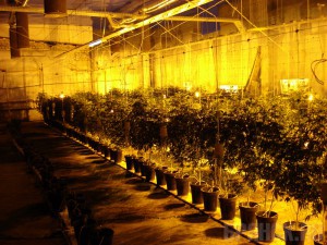 Наркополицейские задержали «мистера Ганджубаса»