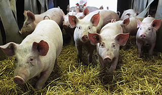 Дворкович проследит за свиньями в России Дворкович проследит за свиньями в России