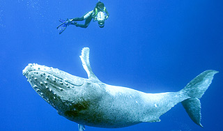 Дайверы чудом спаслись из пасти китов Дайверы чудом спаслись из пасти китов