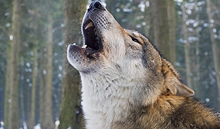 Программа поможет распознать волков по вою Программа поможет распознать волков по вою