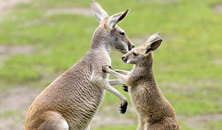 Россия запретила ввоз кенгурятины Россия запретила ввоз кенгурятины