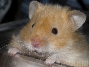 «Хомячье» дело