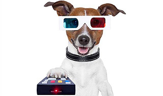 В США заработает телеканал для собак В США заработает телеканал для собак