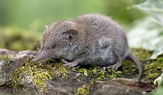 Землеройка может выдержать вес человека Землеройка может выдержать вес человека