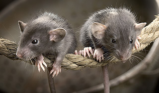 Американцы вживили мышам фиктивную память Американцы вживили мышам фиктивную память