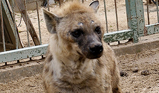 Египтяне лишили сна обитателей зоопарка Египтяне лишили сна обитателей зоопарка