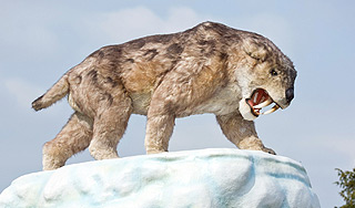 Объяснена агрессивность саблезубых кошек Объяснена агрессивность саблезубых кошек