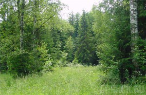 Пенсионерка, ушедшая в лес за грибами, заблудилась