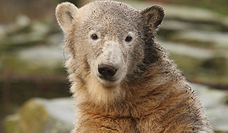 Медведь угнал еду из ресторана в США Медведь угнал еду из ресторана в США