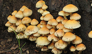 Американцы строят дома из грибов Американцы строят дома из грибов