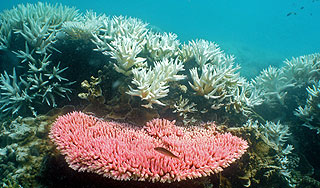 На Карибах исчезают коралловые рифы На Карибах исчезают коралловые рифы