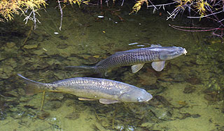 Карпов обучат искать утопленников Карпов обучат искать утопленников