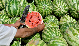 В озеро Байкал высыпалось 20 тонн арбузов В озеро Байкал высыпалось 20 тонн арбузов