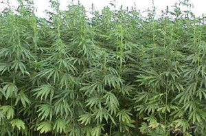 Собрали свежий «урожай»