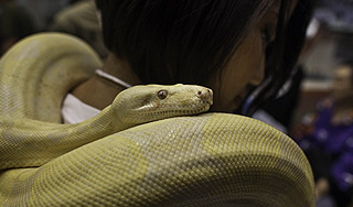 В Канаде удав задушил двух спящих детей В Канаде удав задушил двух спящих детей