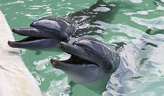 Дельфин узнал свою подругу спустя 20 лет Дельфин узнал свою подругу спустя 20 лет