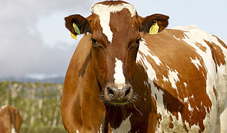 Самолет упал на корову в Индонезии Самолет упал на корову в Индонезии