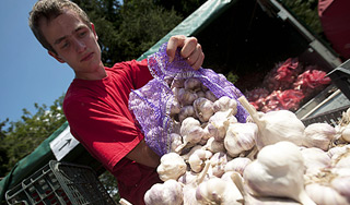 Чеснок спасает от рака легких Чеснок спасает от рака легких