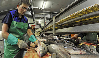 В норвежской рыбе нашли кишечную палочку В норвежской рыбе нашли кишечную палочку