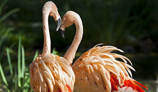 В Красноярск прилетел розовый фламинго В Красноярск прилетел розовый фламинго