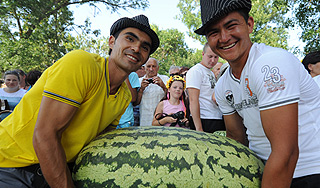 Кубанский фермер вырастил арбуз весом 64 кг Кубанский фермер вырастил арбуз весом 64 кг