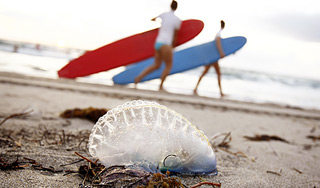 Власти Италии охотятся на медуз Власти Италии охотятся на медуз