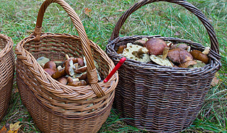 В Подмосковье найден редчайший гриб В Подмосковье найден редчайший гриб