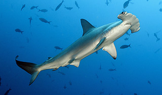 Американцы приняли у акулы роды на пляже Американцы приняли у акулы роды на пляже