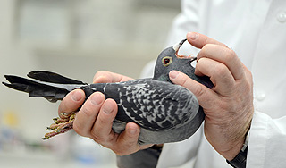 Опасный вирус убивает голубей в Москве Опасный вирус убивает голубей в Москве