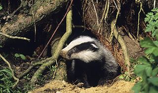 Барсук нашел средневековые сокровища Барсук нашел средневековые сокровища